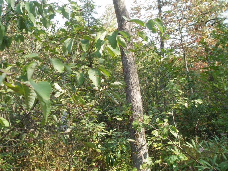 Red Maple - Mixed Shrub Palustrine Woodland, Bald Eagle State Forest